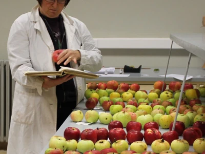 Određivanje optimalnih rokova berbe