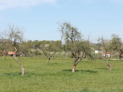 Priručnik iz voćarstva
