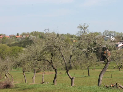Revitalizirati stara stabla