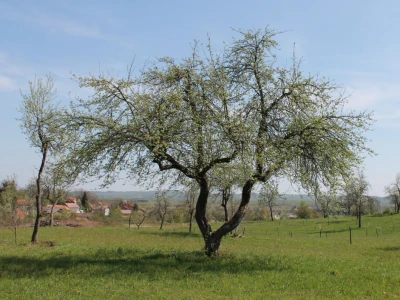 Očuvati stara stabla starih sorti