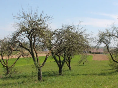 Tradicijski voćnjak
