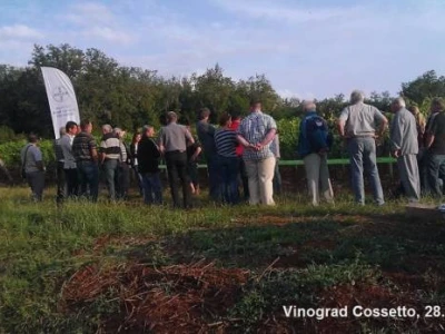 Dani Vinograda u RH
