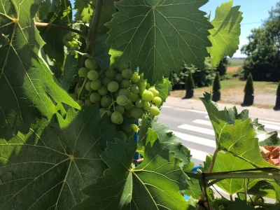 Vinarija Kolar i radionica keramike Asztalos