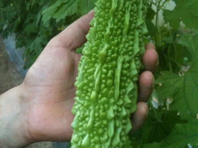 Karela mladi plod