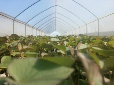 Agrobatat Suhopolje