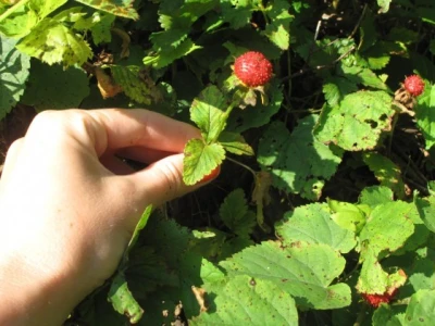 Lažna jagoda (Duchesnea indica)