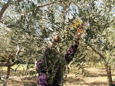 Berba masline