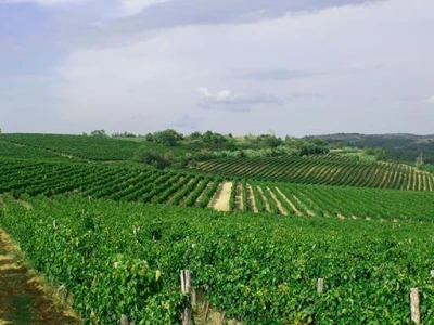 Vina Cattunar