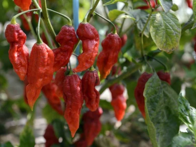 Bhut Jolokia papričice su podrijetlom iz Indije i dolaze u gotovo svim bojama: bijele, žute, crvene i smeđe.