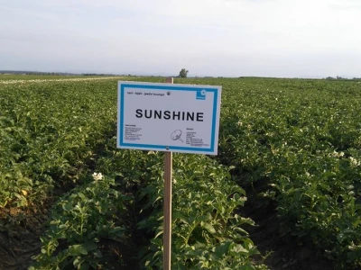 Vrsta Sunshine