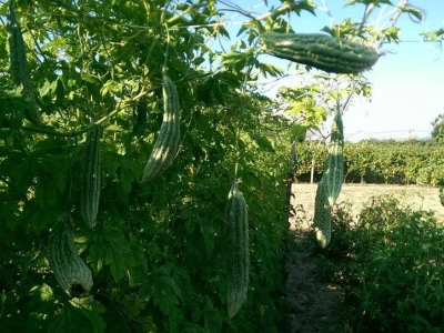 Karela