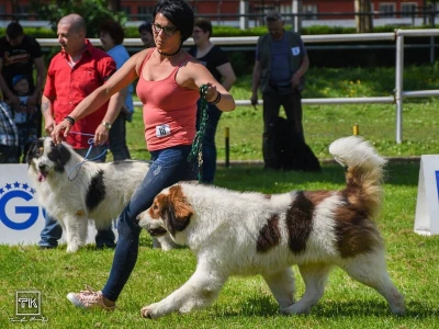 15. Specijalna izložba Tornjaka i Hrvatskih ovčara