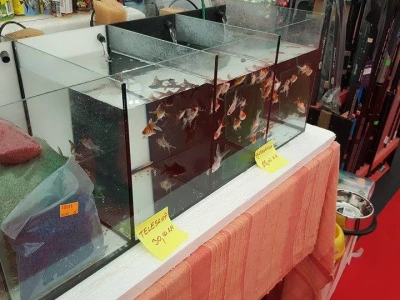 Ribice u akvariju
