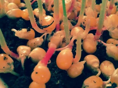 Mikrogreens suncokret