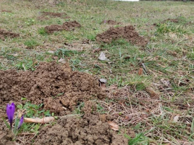 Podzemni štetnici