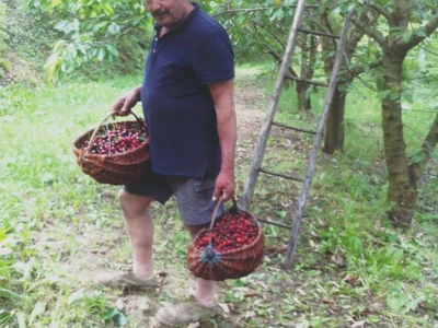 Gospodin Mario Štefanić u voćnjaku