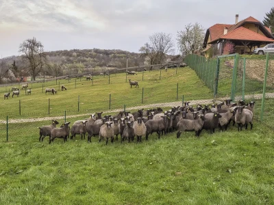 Stado u ograđenim pašnjacima
