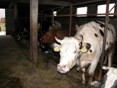Visokomliječne krave (crno-bijeli holštajn) u Bandalovoj štali
