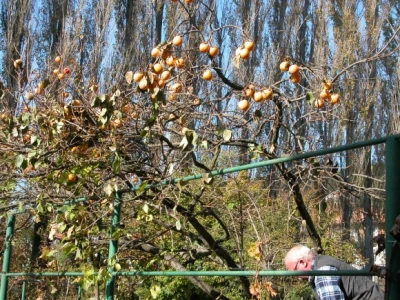 Voće kaki (berba)