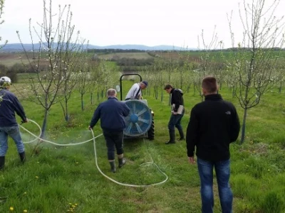 Strategija je bila da se nematode apliciraju poslije silaska larvi u zemlju