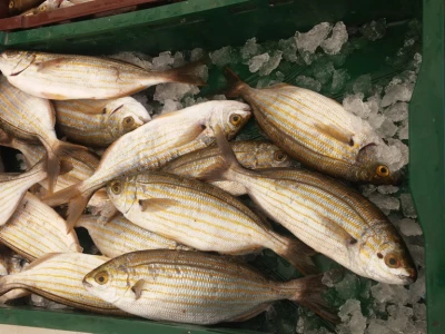 Ribarnica