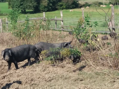 Svinje u polju