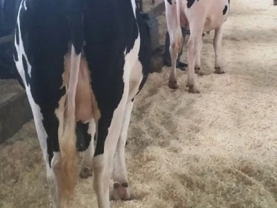 Holstein