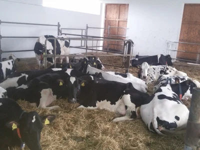Holstein