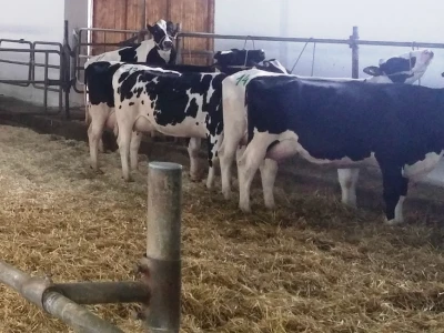 Holstein