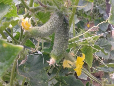 Plodovi krastavaca