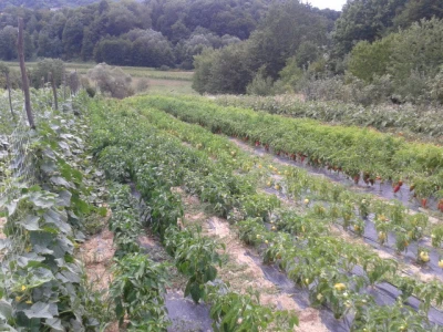 Polje s krastavcima i paprikom