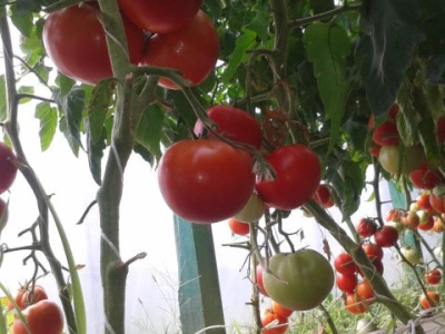 Industrijska rajčica
