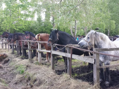 12. izložba konja Hrvatski Posavac u Novskoj