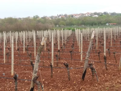 Benvenuti vina