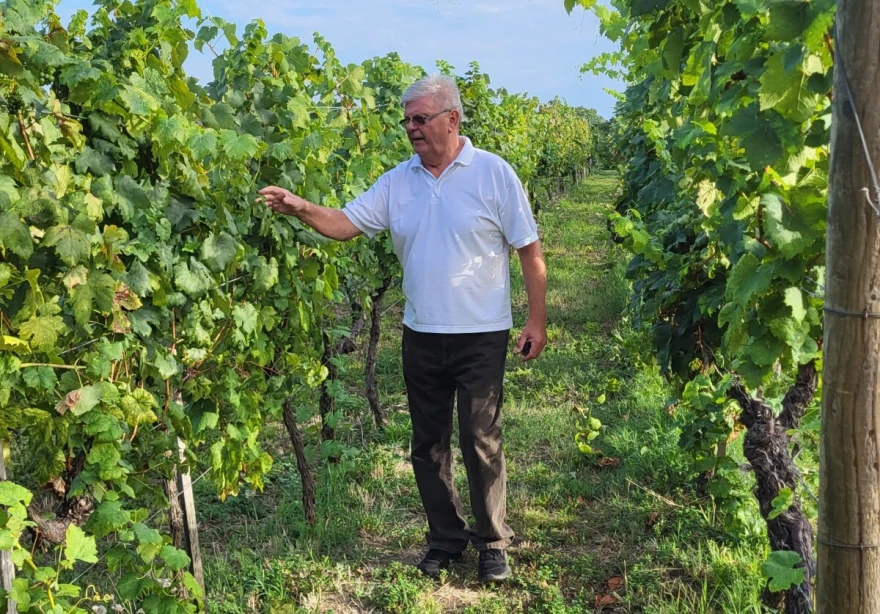 Vinotel, Aljma&scaron;, Brzica