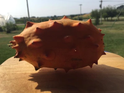 Kiwano