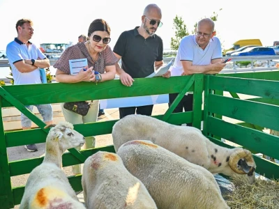24. Izložba paške ovce i paškog sira