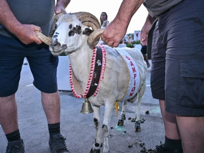 24. Izložba paške ovce i paškog sira