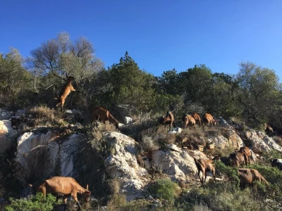 Dugi otok nikada nisu napustili, otvorili su siranu i stvorili uvjete da tamo ostanu i njihova djeca
