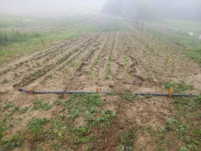 Tuča uništila povrća na OPG-u Duk