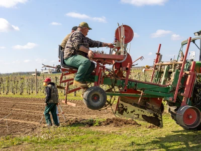 Strojna sadnja vinove loze