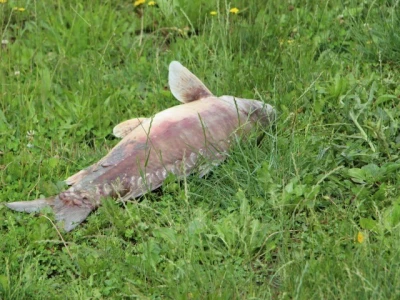 Pomor ribe u jakšičkom ribnjaku