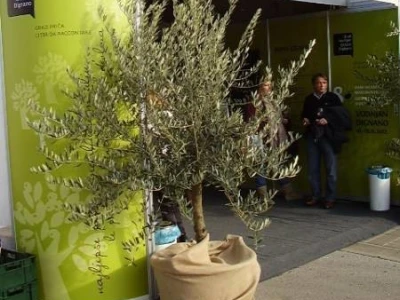 8. Dani mladog maslinovog ulja, Vodnjan