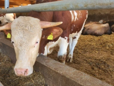 Farma sretnih krava na Krbavskom polju
