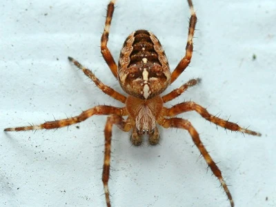 Pauk krstaš