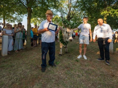 33. Jakovlja i Smotra istarskih volova - boškarina