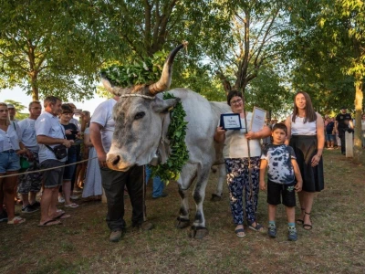 33. Jakovlja i Smotra istarskih volova - boškarina