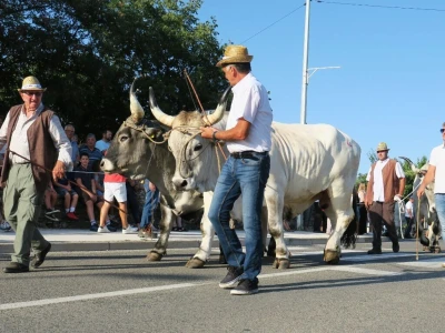 36. Smotra istarskih volova Jakovlja u Kanfanaru