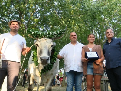 36. Smotra istarskih volova Jakovlja u Kanfanaru
