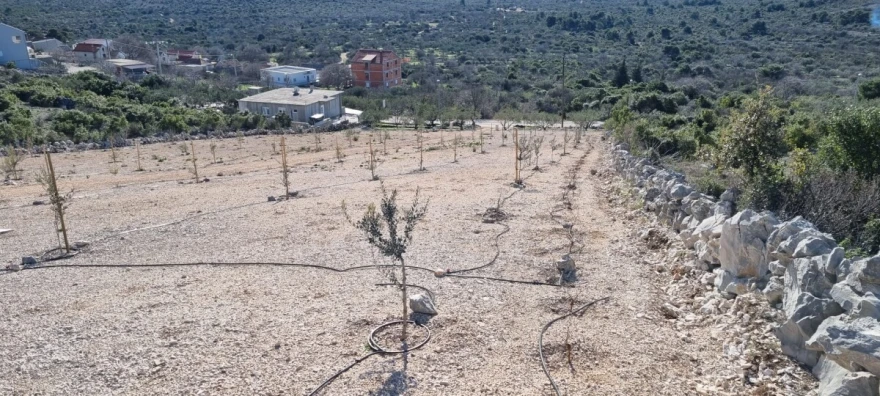 Mladi nasad